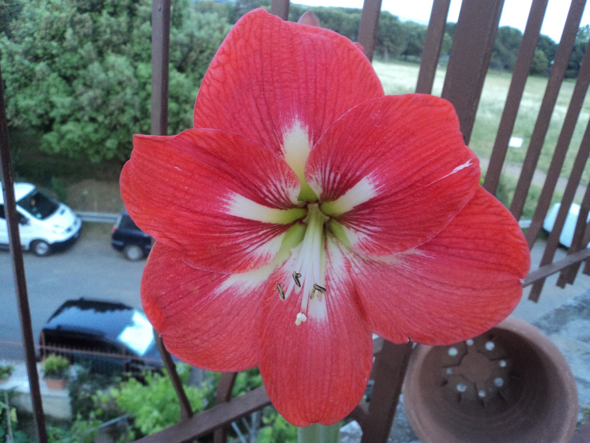Amaryllis rouge et blanc ouverte sur un balcon, rambarde et rue en fond.