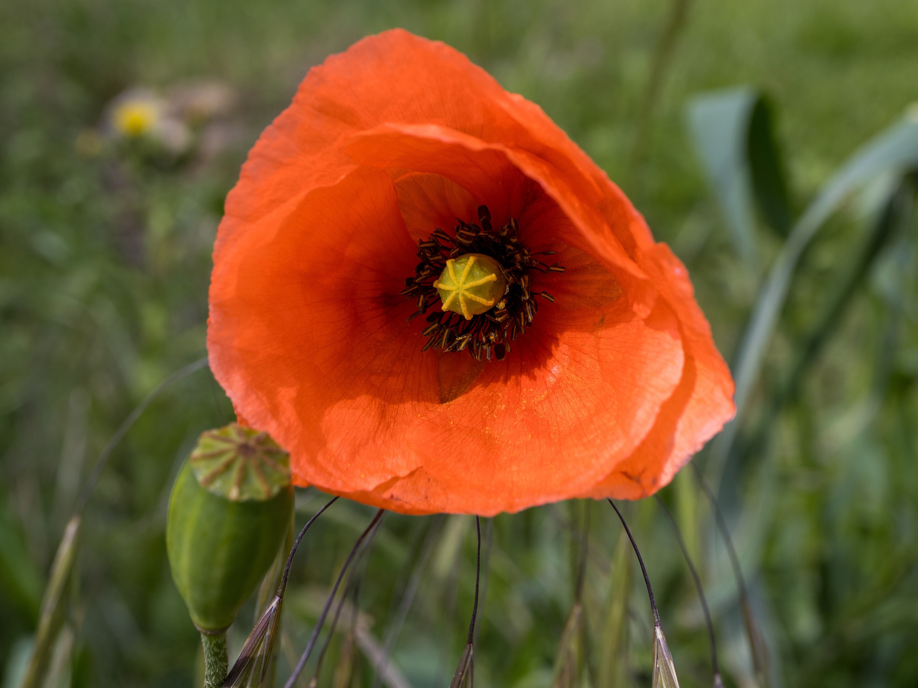 Coquelicot rouge orangé, capsule verte et étamines sombres dans l’herbe.