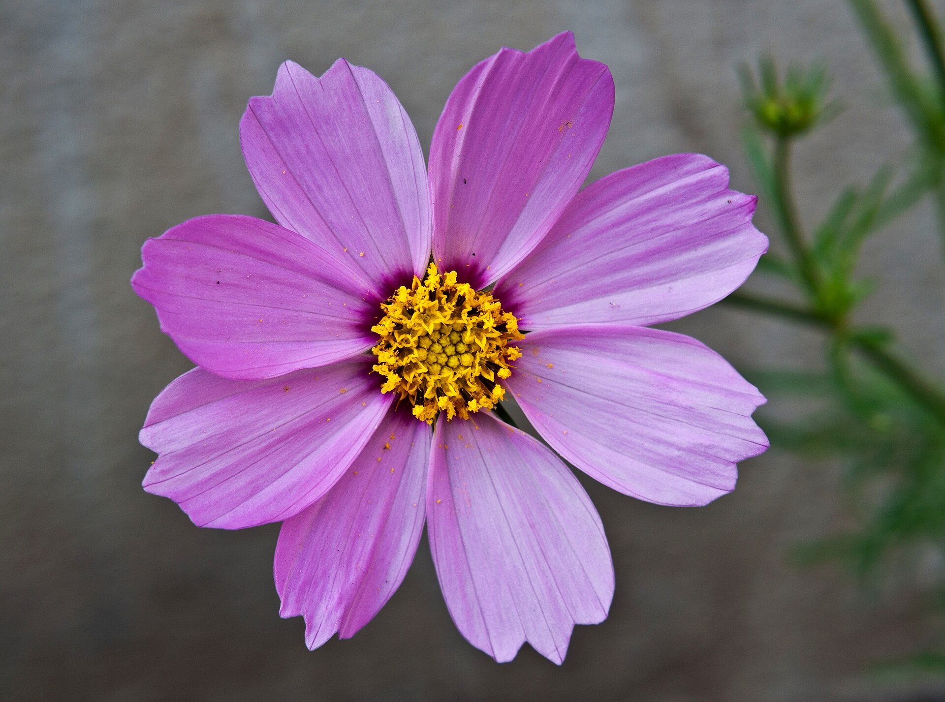 Cosmos rose à cœur jaune, huit pétales, vue de dessus.