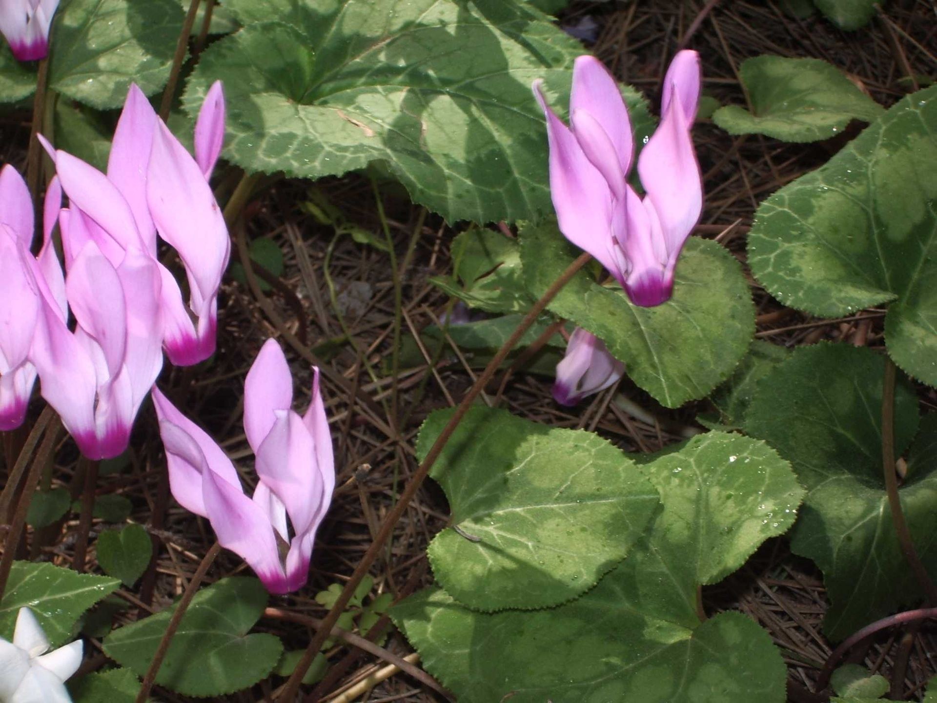 Cyclamens roses retournés parmi des feuilles marbrées, aiguilles au sol.