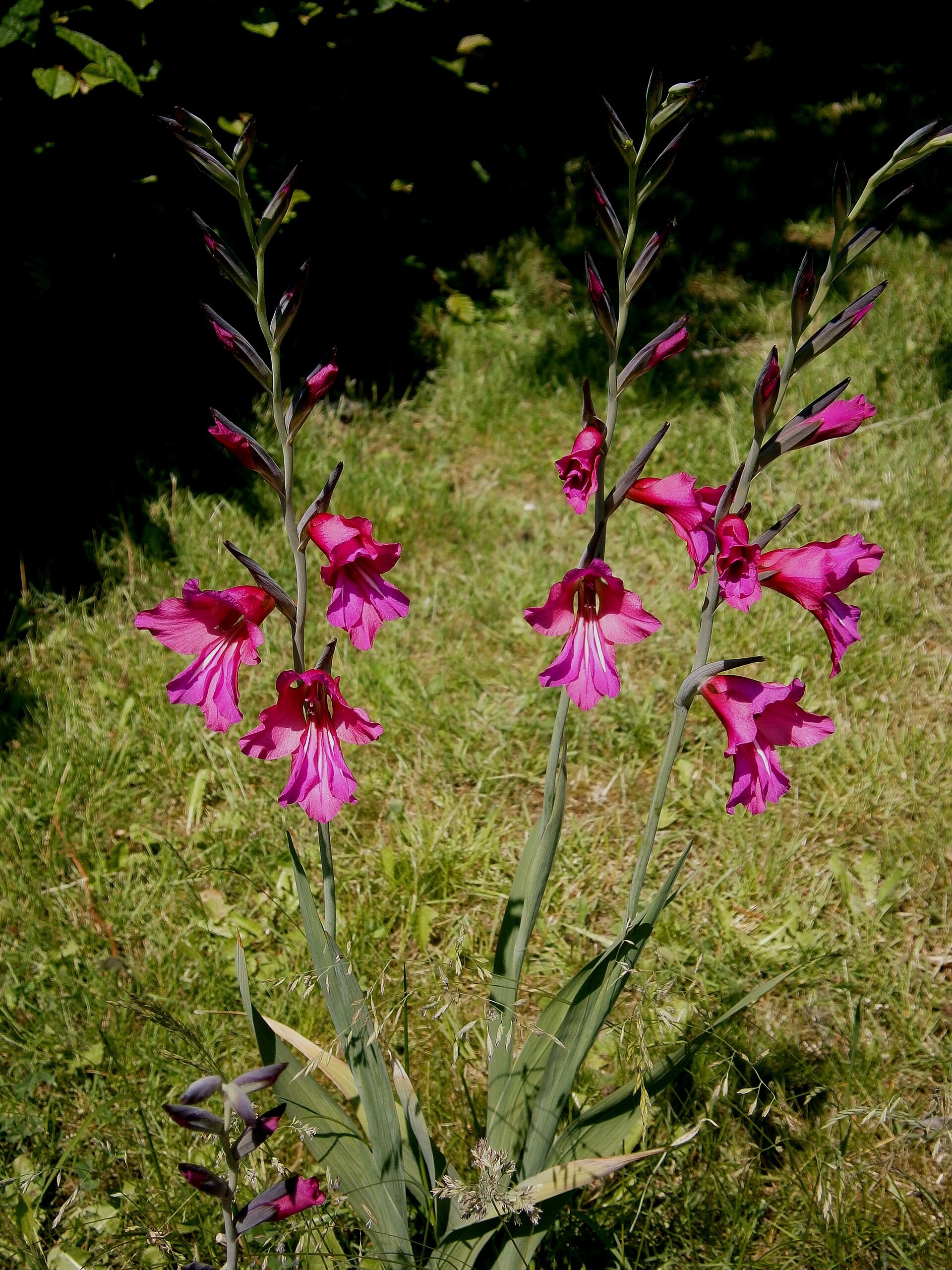 Deux hampes de glaïeuls magenta en prairie, boutons encore fermés au sommet.