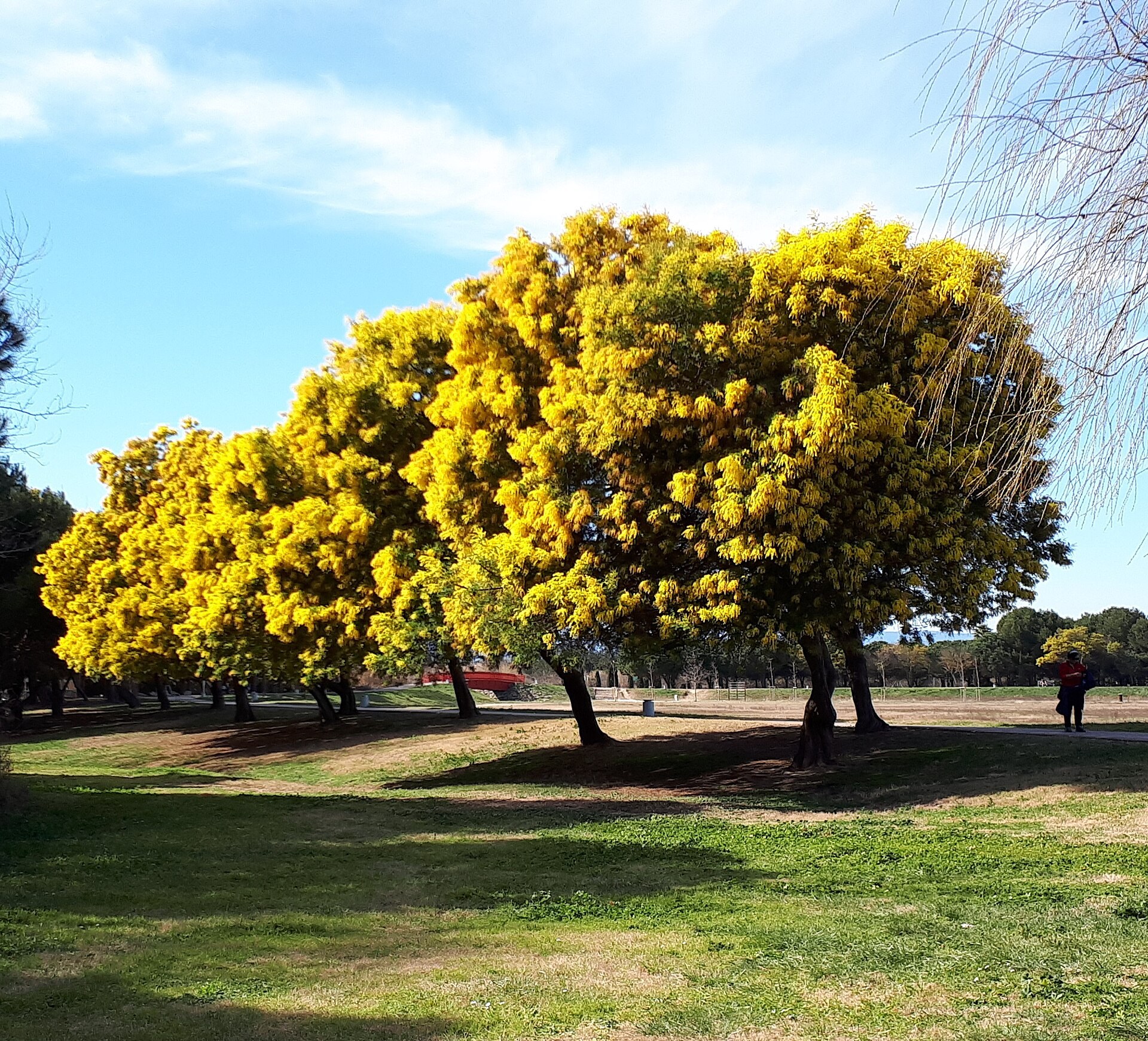 Alignement d’arbres de mimosa jaune dans un parc, ciel bleu et pelouse.