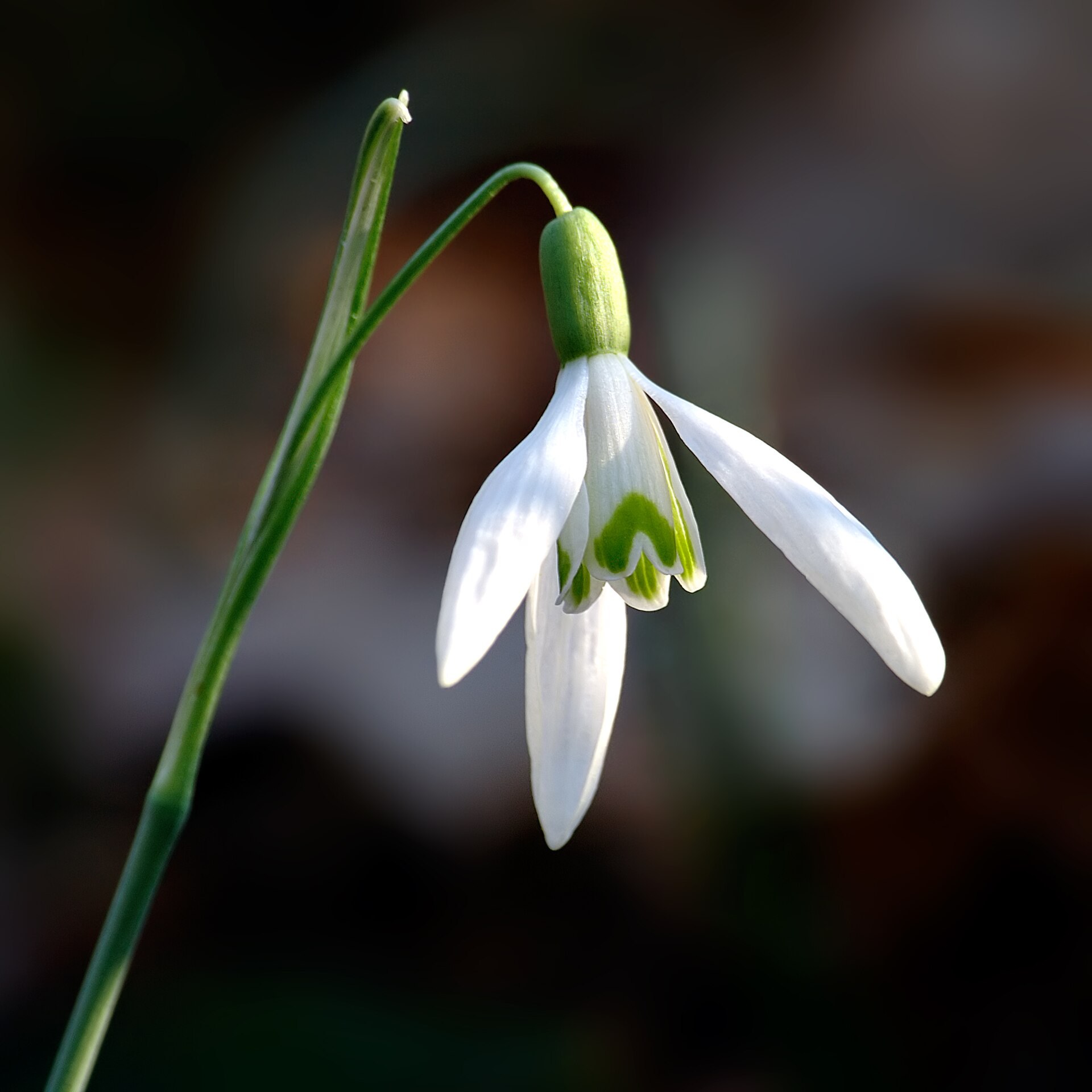Perce-neige blanc à taches vertes, cloche pendante et bouton voisin.